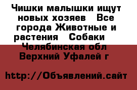   Чишки-малышки ищут новых хозяев - Все города Животные и растения » Собаки   . Челябинская обл.,Верхний Уфалей г.